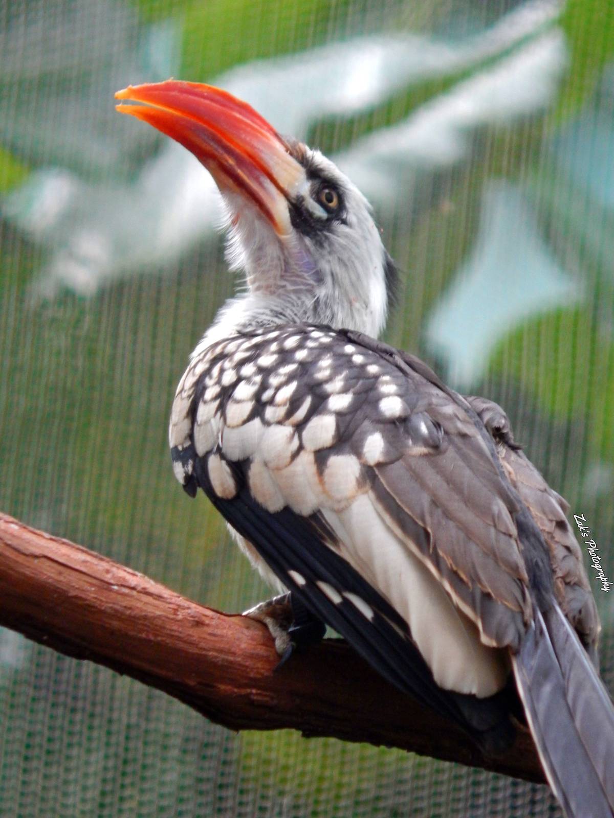 Oct. 2014 - Mahler Family Aviary - Red-billed Hornbill
