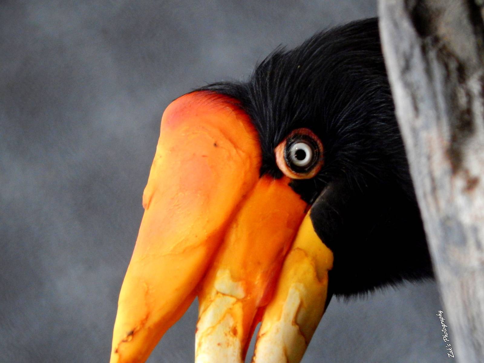 Oct. 2014 - Mahler Family Aviary - Rhinoceros Hornbill