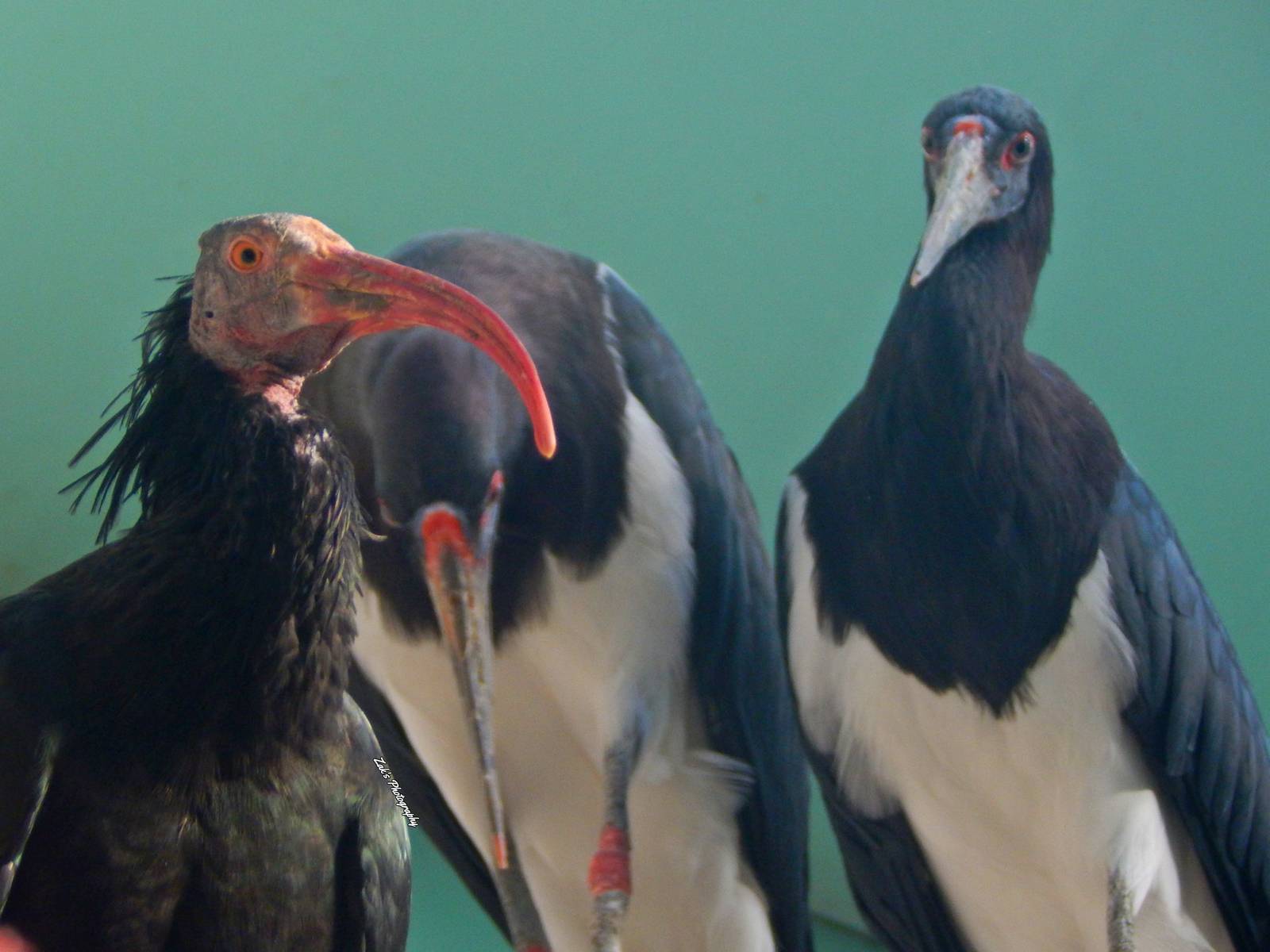 Oct. 2014 - Mahler Family Aviary - Waldrapp Ibis + Adbims Storks