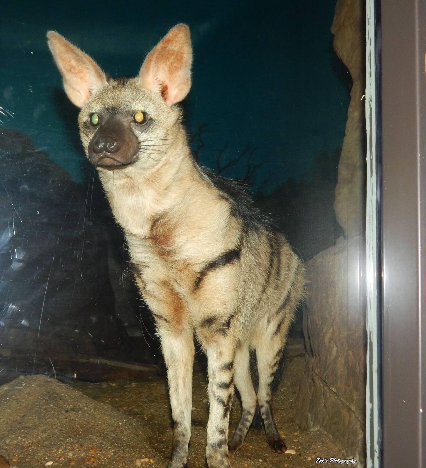 Oct. 2014 - Night Hunters - Aardwolf