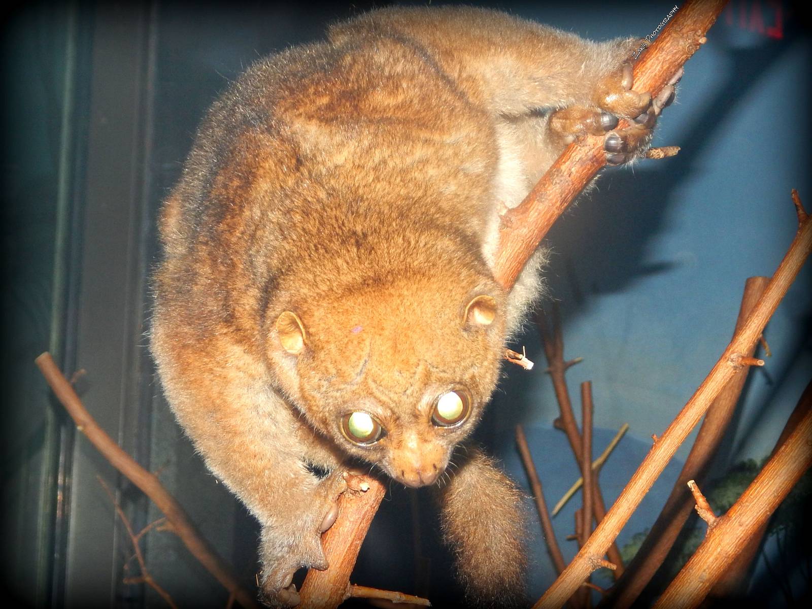 Oct. 2014 - Night Hunters - Potto