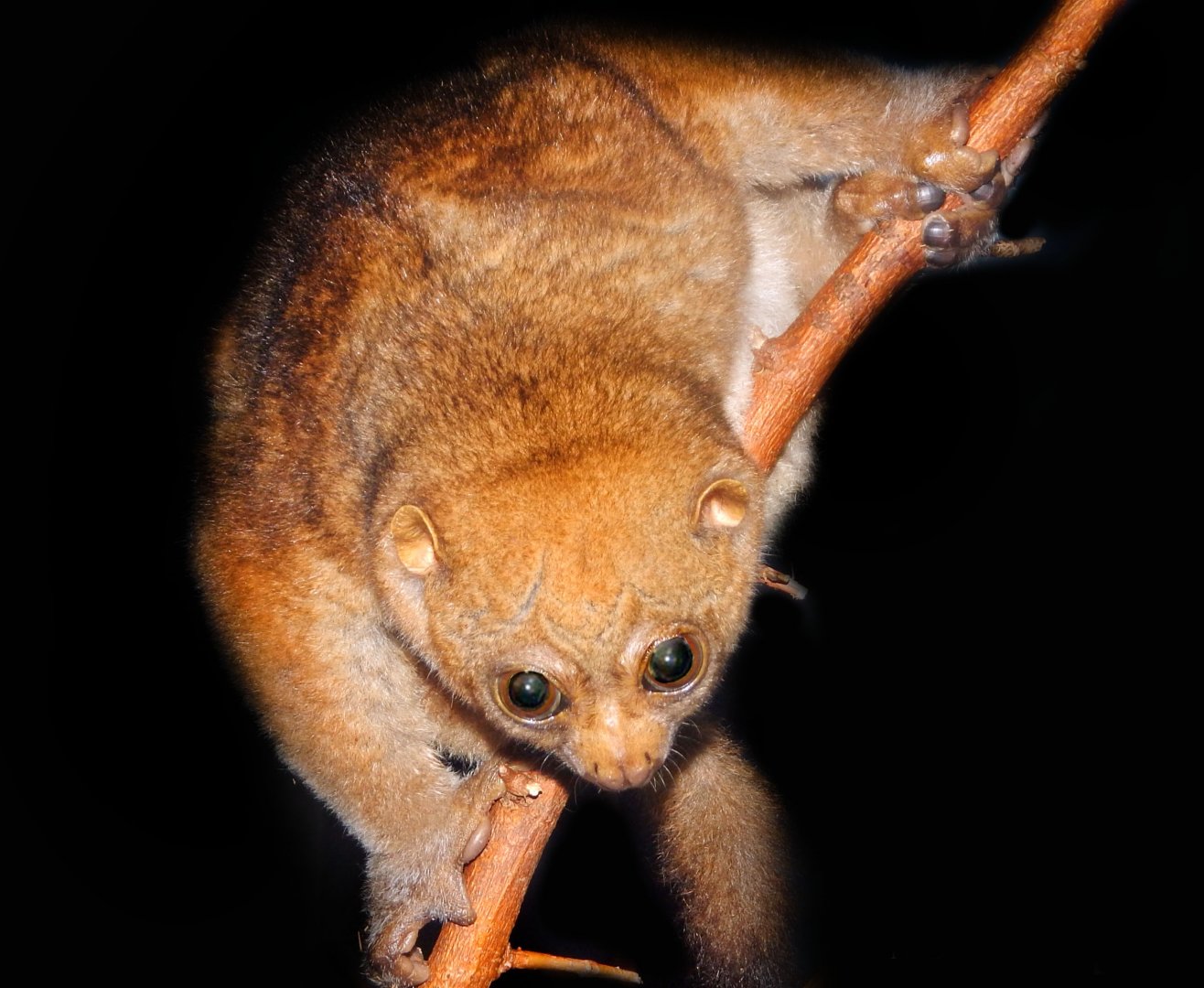 Oct. 2014 - Night Hunters - Potto