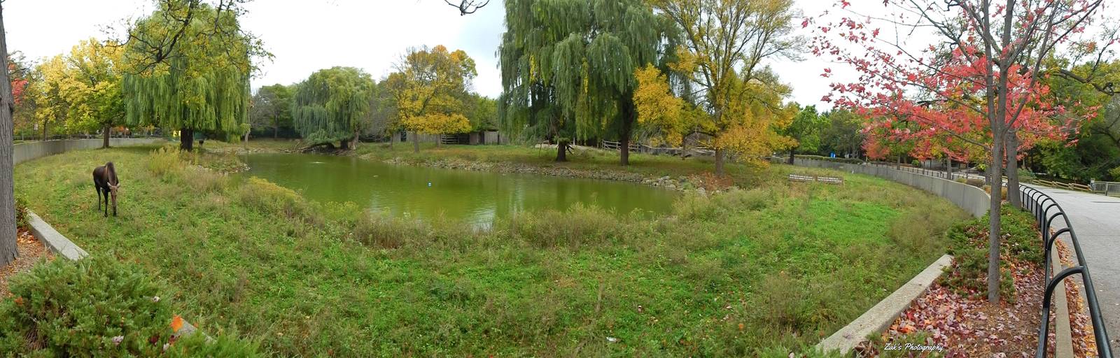 Oct. 2014 - North America - 4 Species (Click on the Photo)