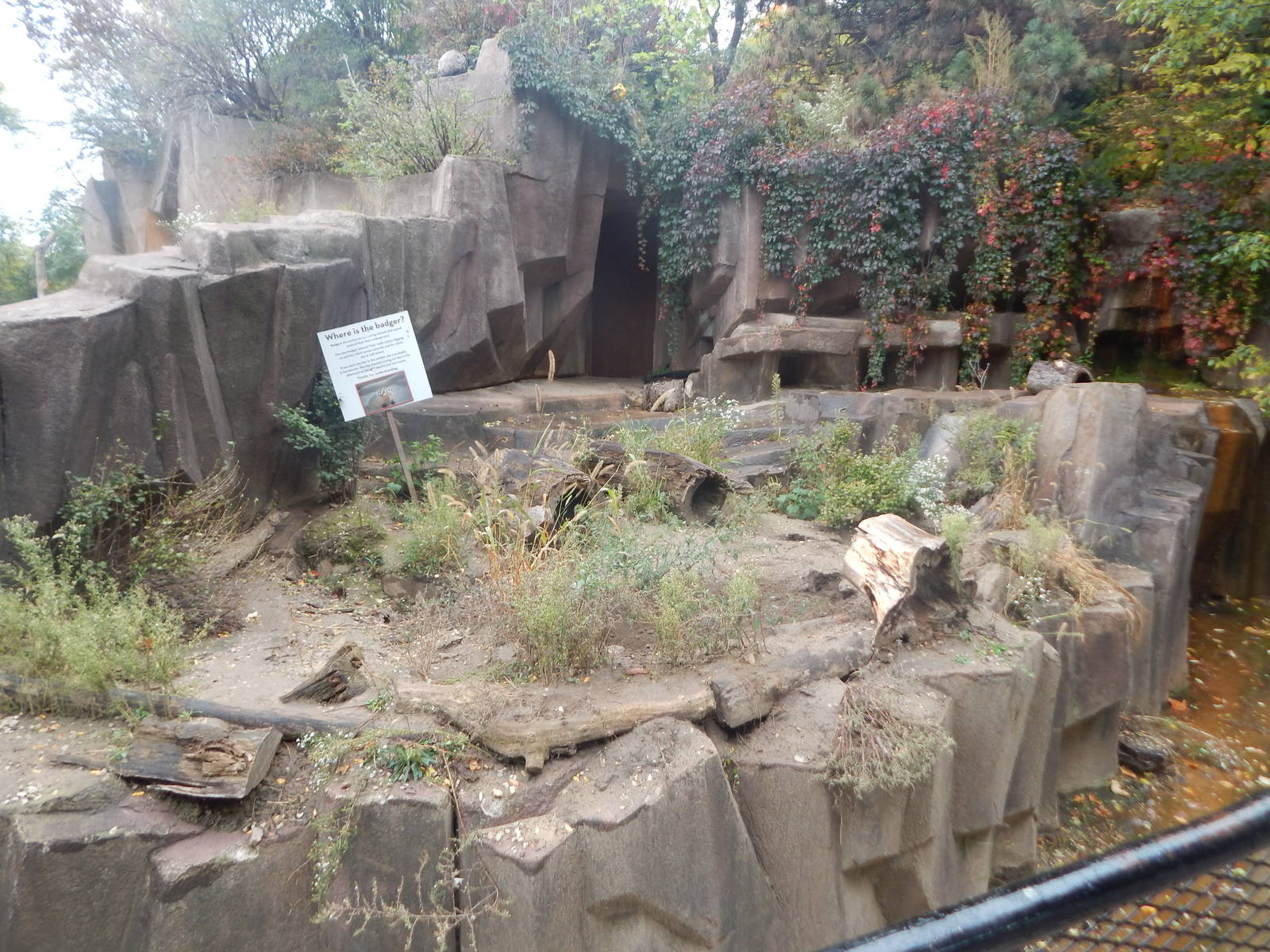 Oct. 2014 - North America - American Badger Exhibit