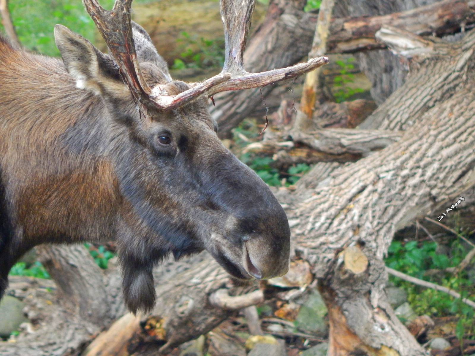 Oct. 2014 - North America - American Moose