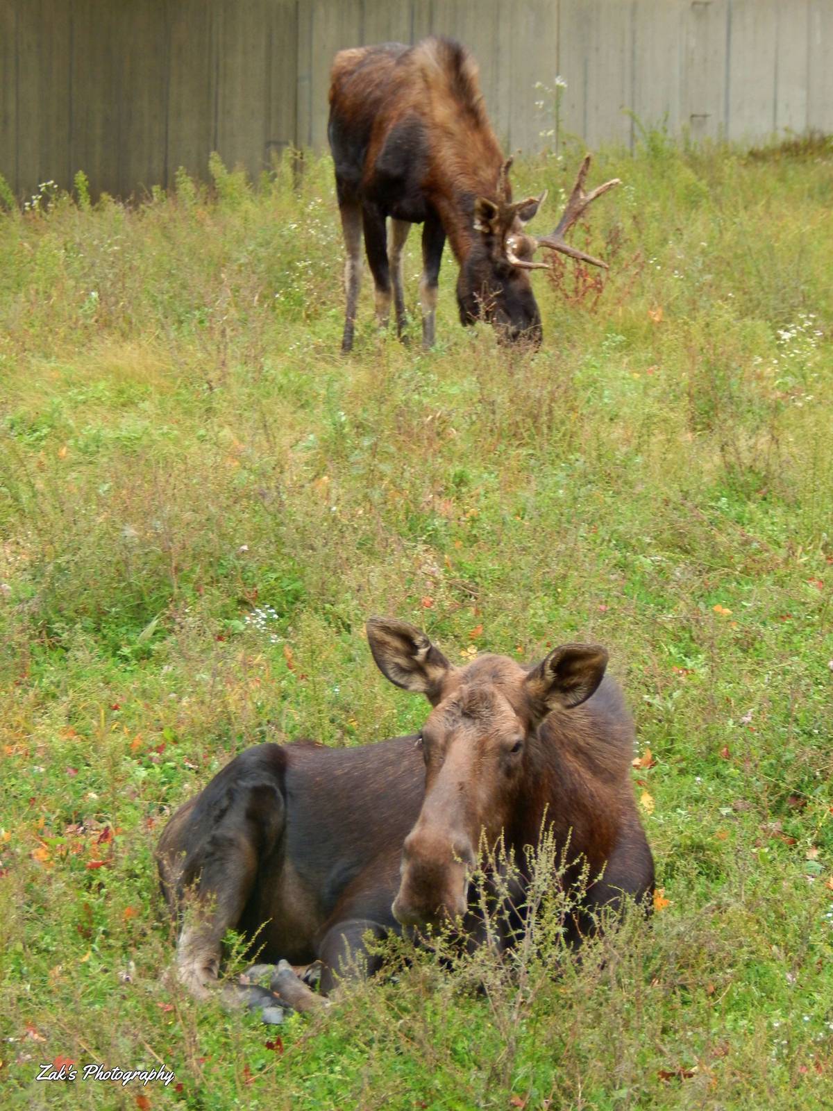 Oct. 2014 - North America - American Moose