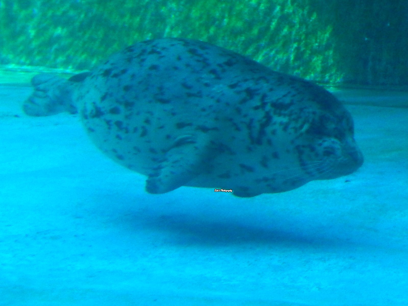 Oct. 2014 - North America - Baby Harbor Seal