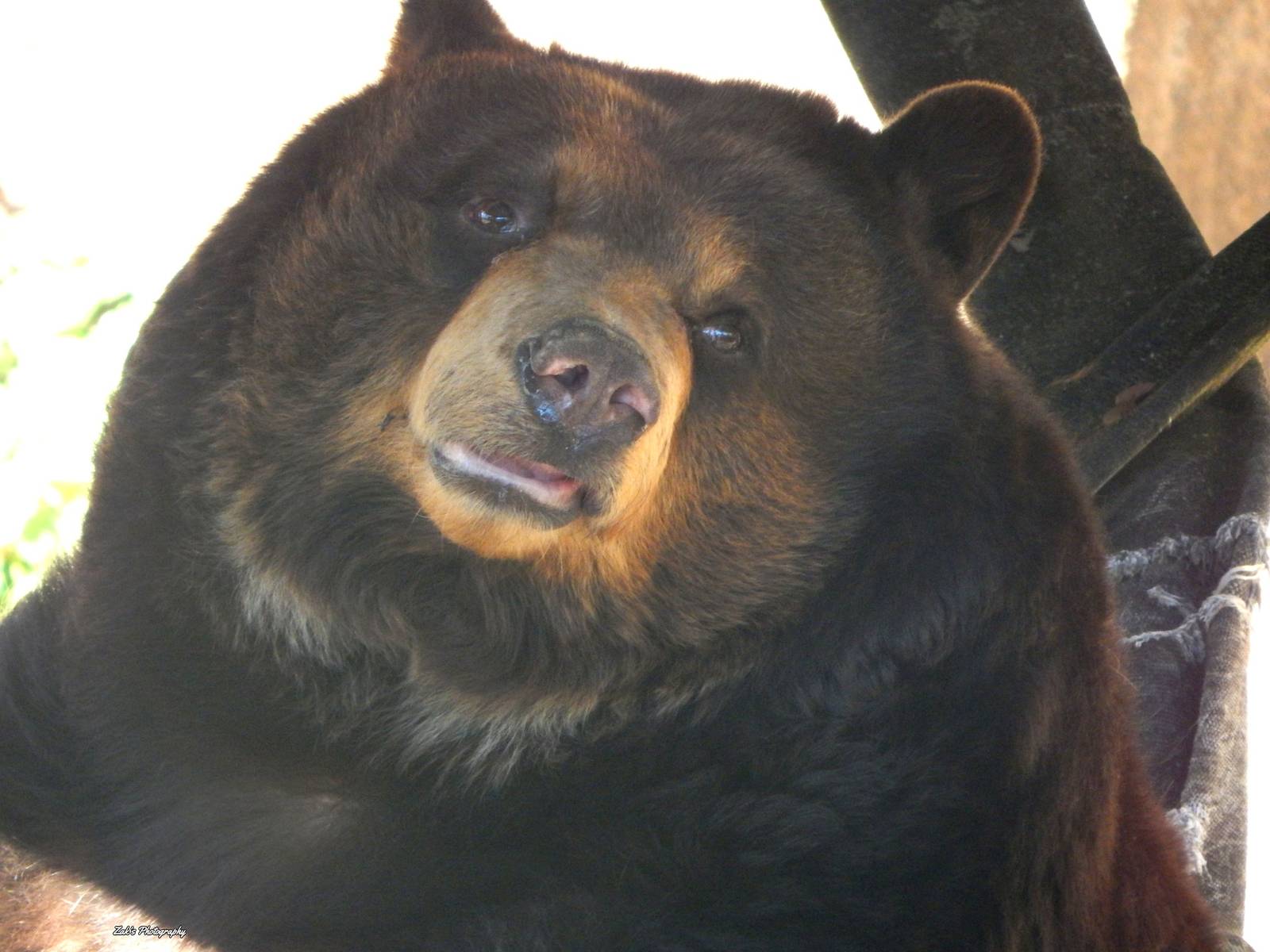Oct. 2014 - North America - Cinnamon Bear