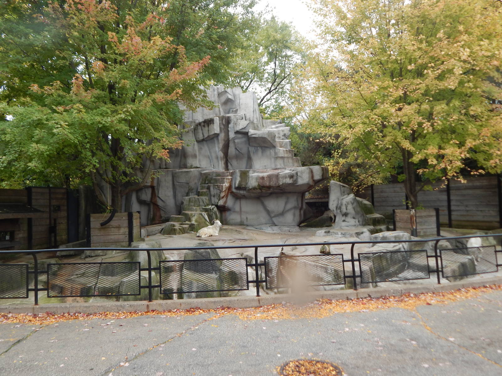 Oct. 2014 - North America - Dall Sheep Exhibit