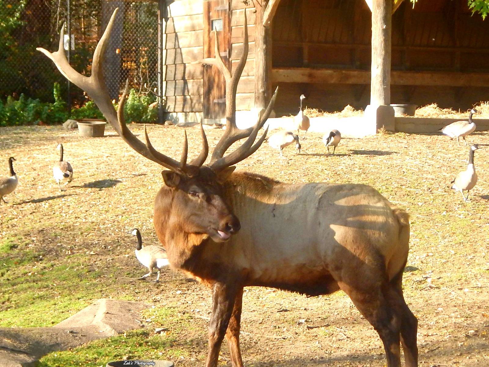 Oct. 2014 - North America - Elk