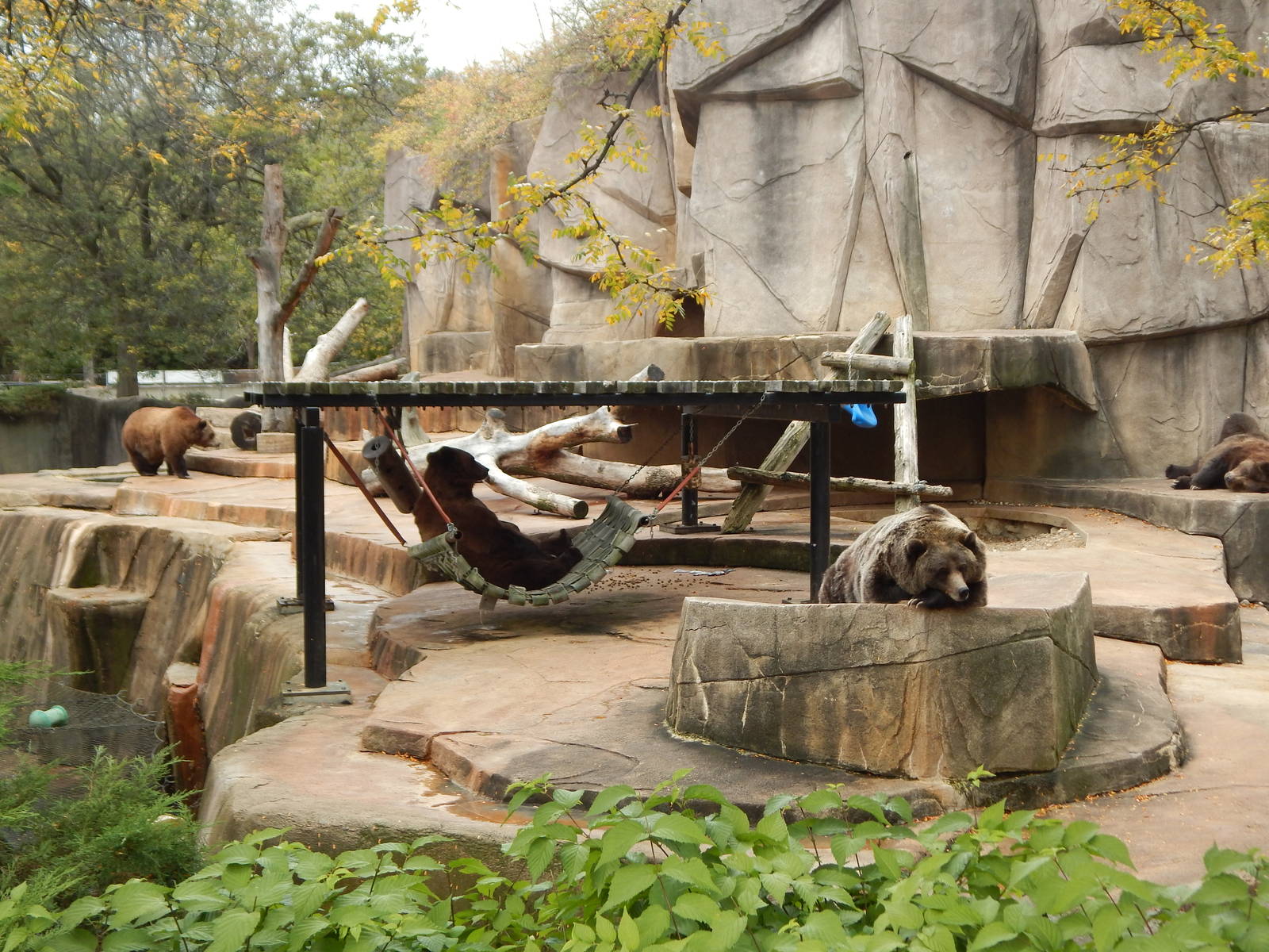 Oct. 2014 - North America - Grizzly Bear Exhibit