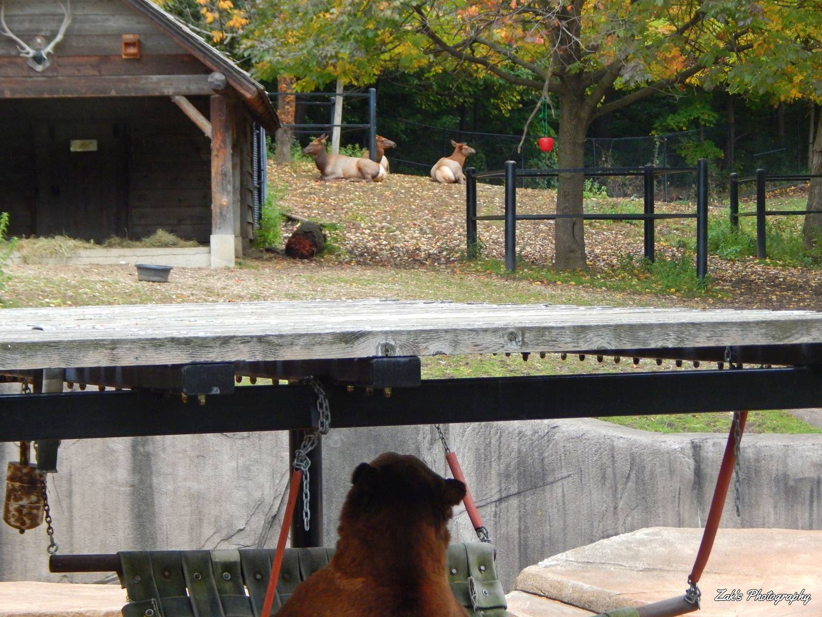Oct. 2014 - North America - Grizzly Bear Watching the Elk