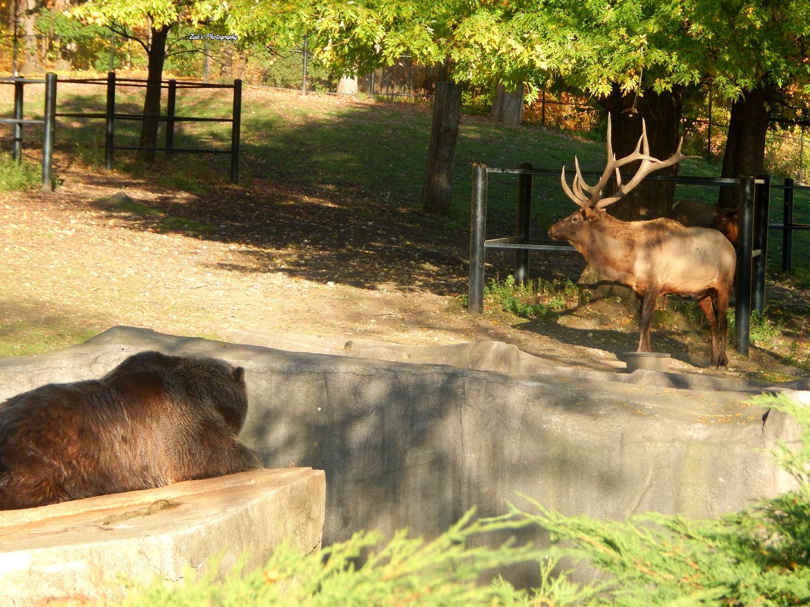 Oct. 2014 - North America - Grizzly Bear Watching the Elk