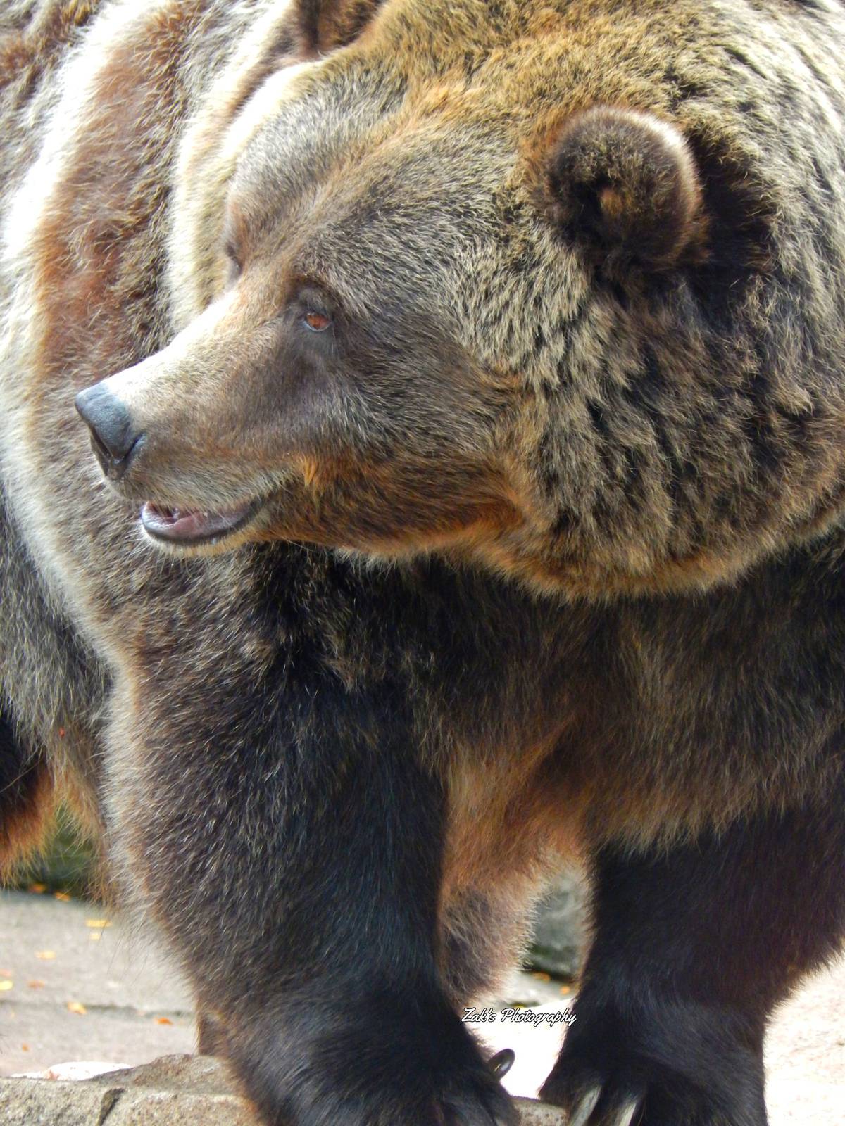 Oct. 2014 - North America - Grizzly Bear