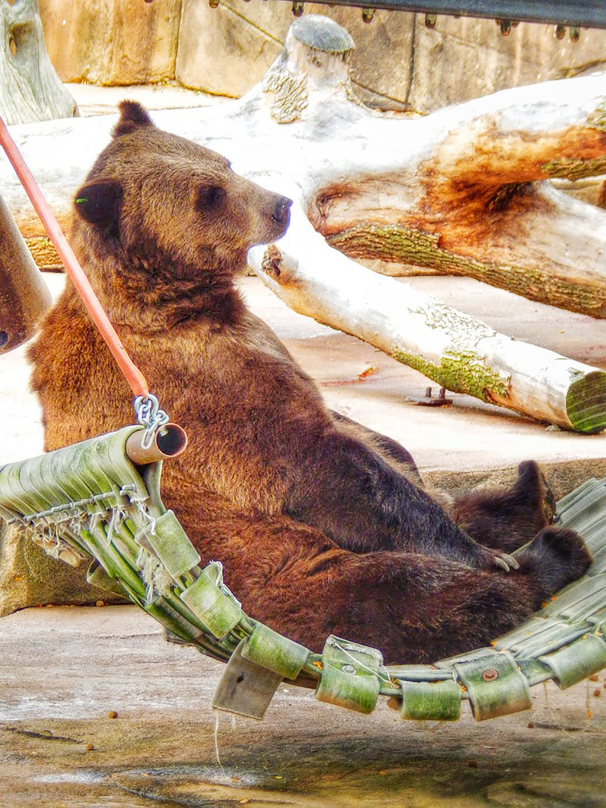 Oct. 2014 - North America - Grizzly Bear