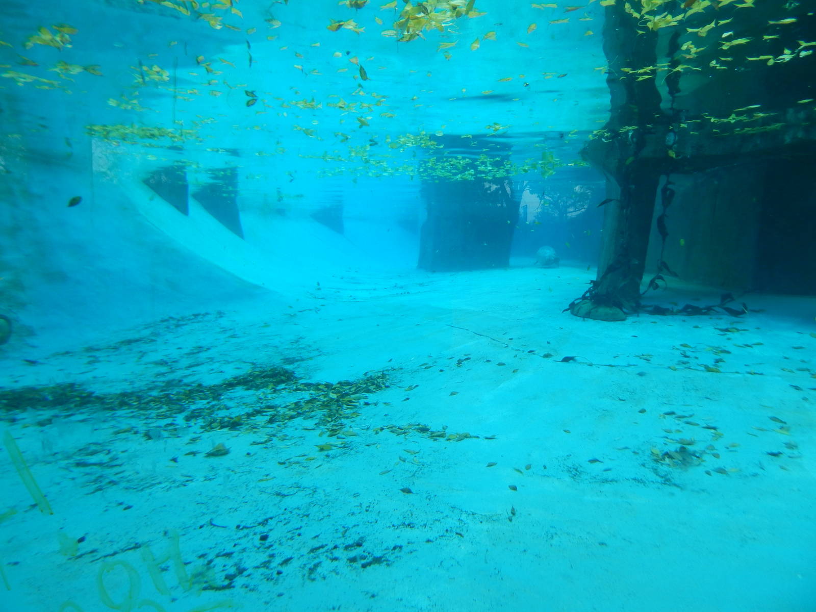 Oct. 2014 - North America - Harbor Seal Underwater Viewing