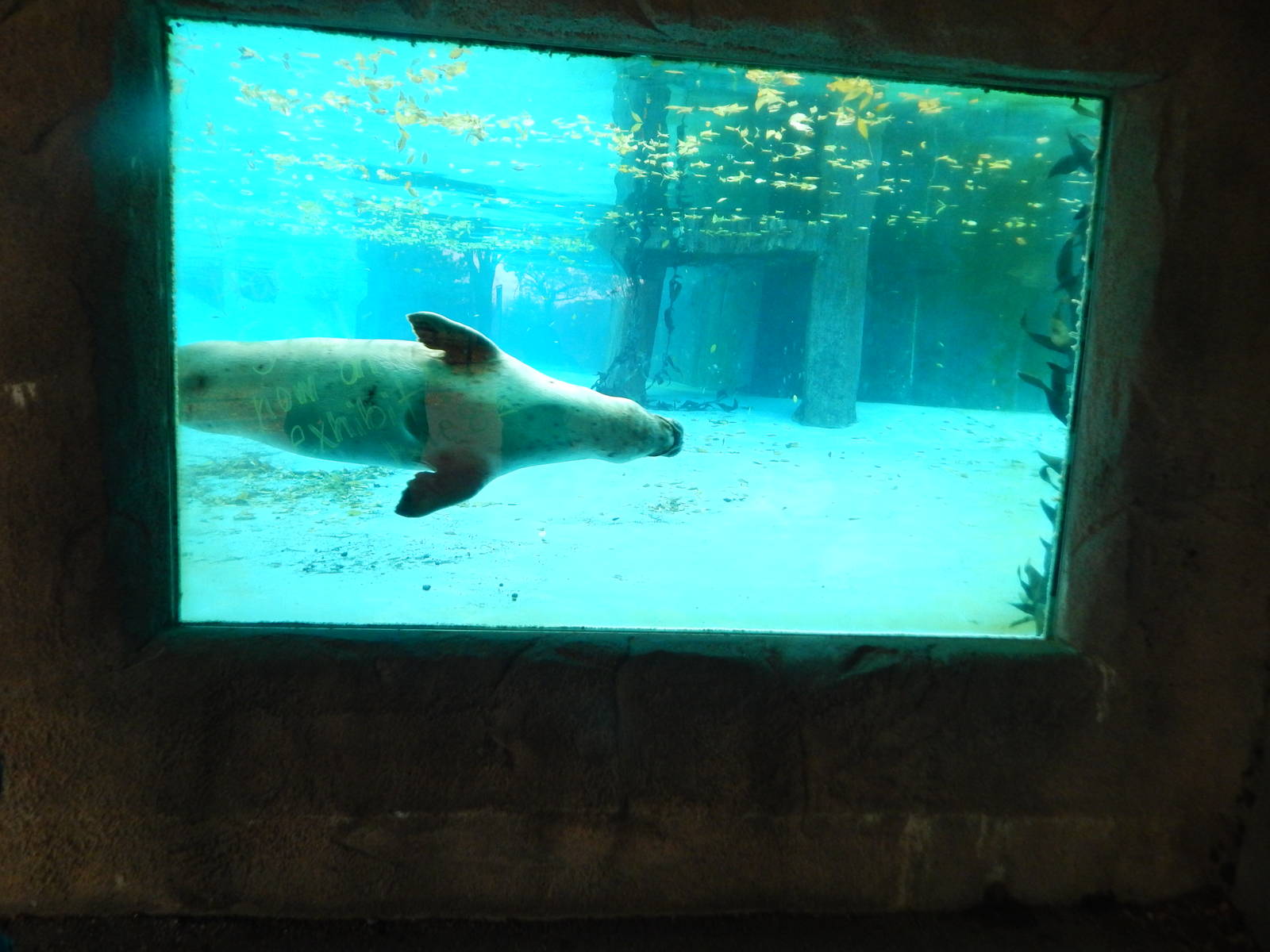 Oct. 2014 - North America - Harbor Seal Underwater Viewing
