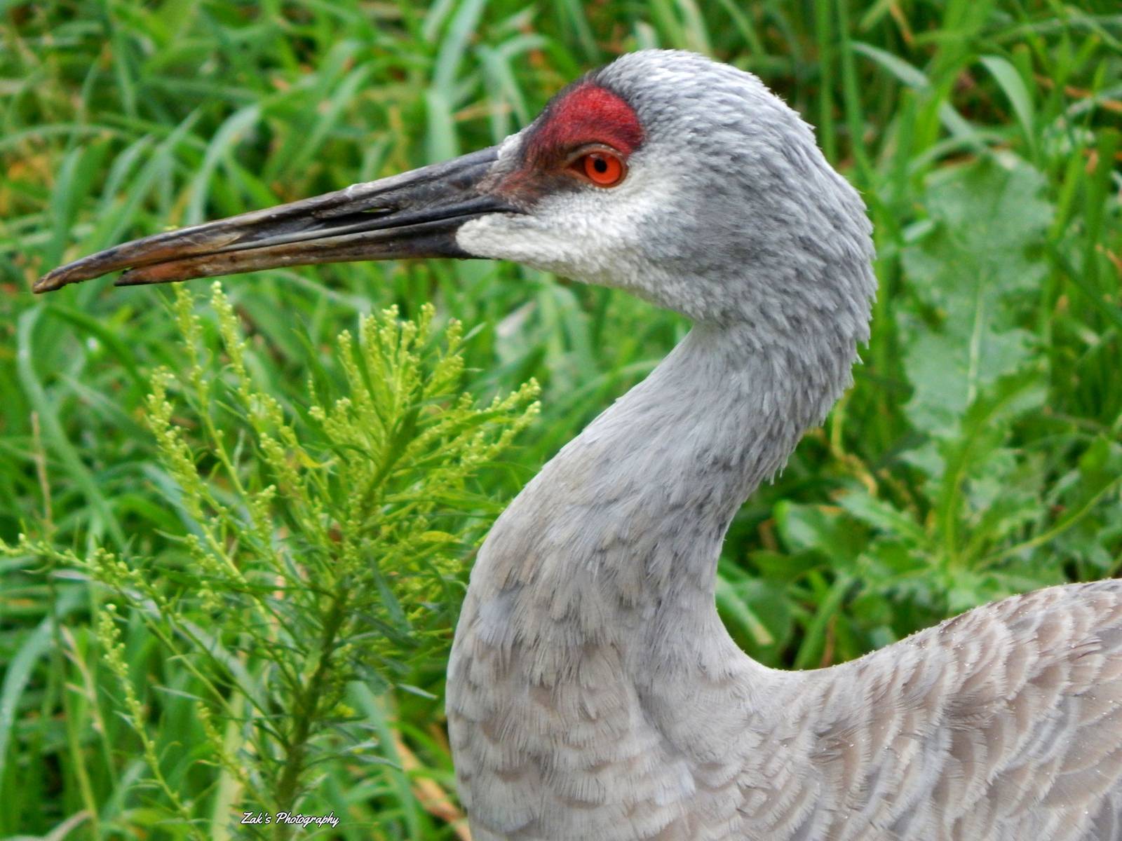 Oct. 2014 - North America - Sandhill Crane