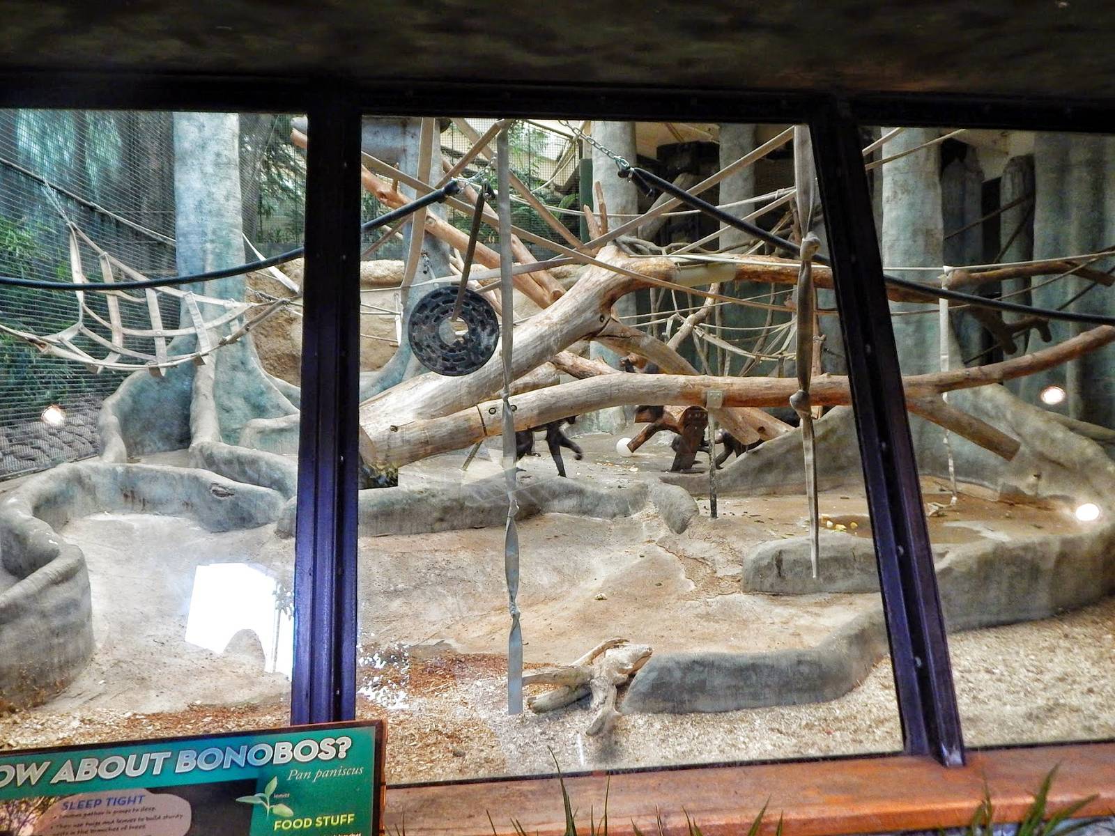 Oct. 2014 - Primates of the World - Apes of Africa - Indoor Bonobo Exhibit