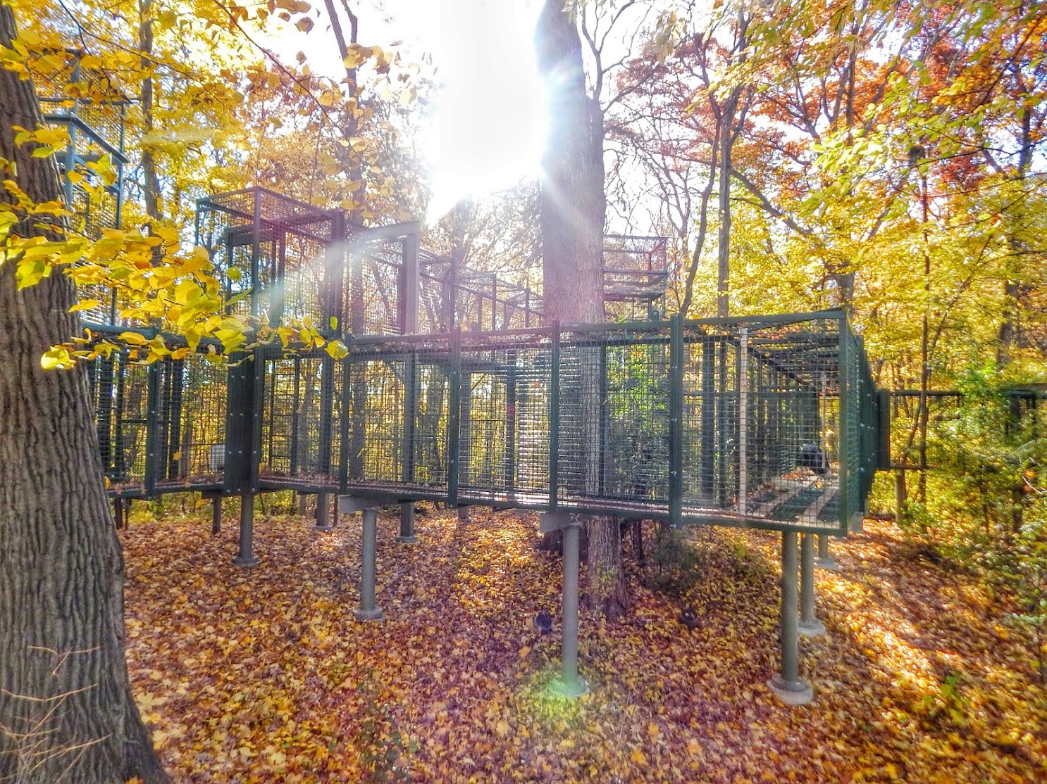 Oct. 2014 - Primates of the World - Apes of Africa - Outdoor Bonobo Exhibit