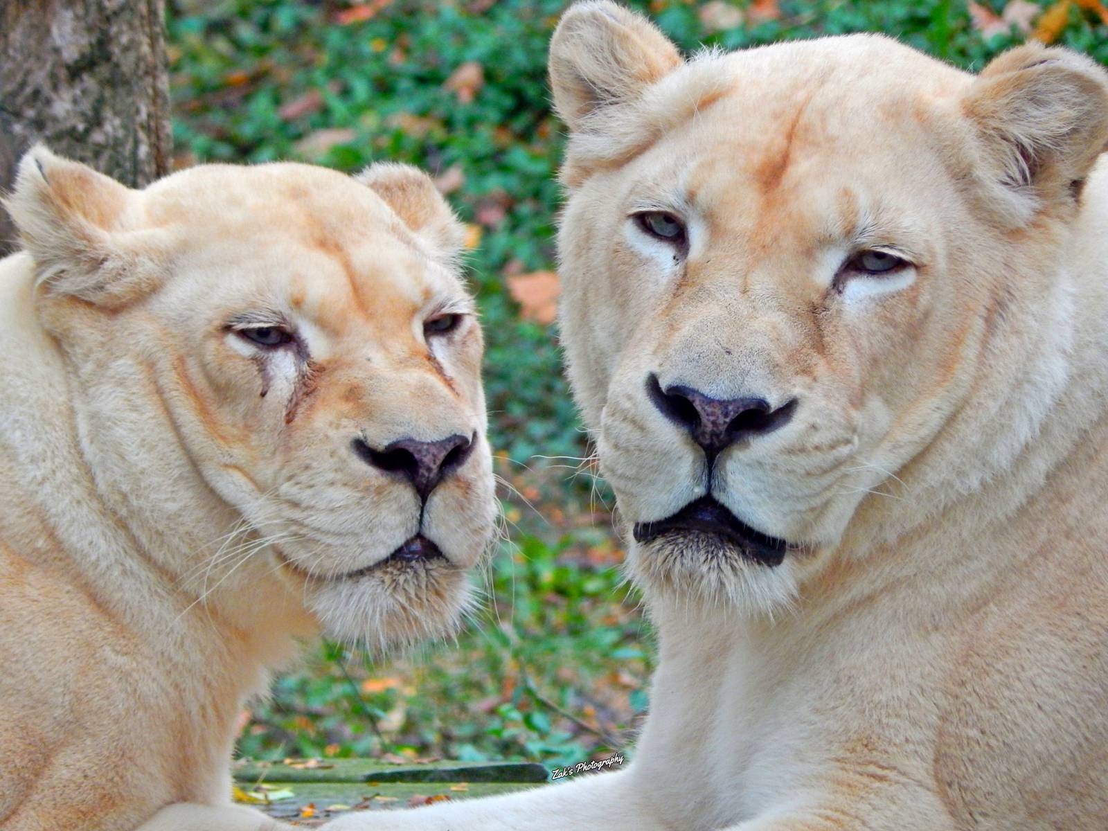 Oct. 2014 - White Lions of Timbavati - Gracious + Prosperity