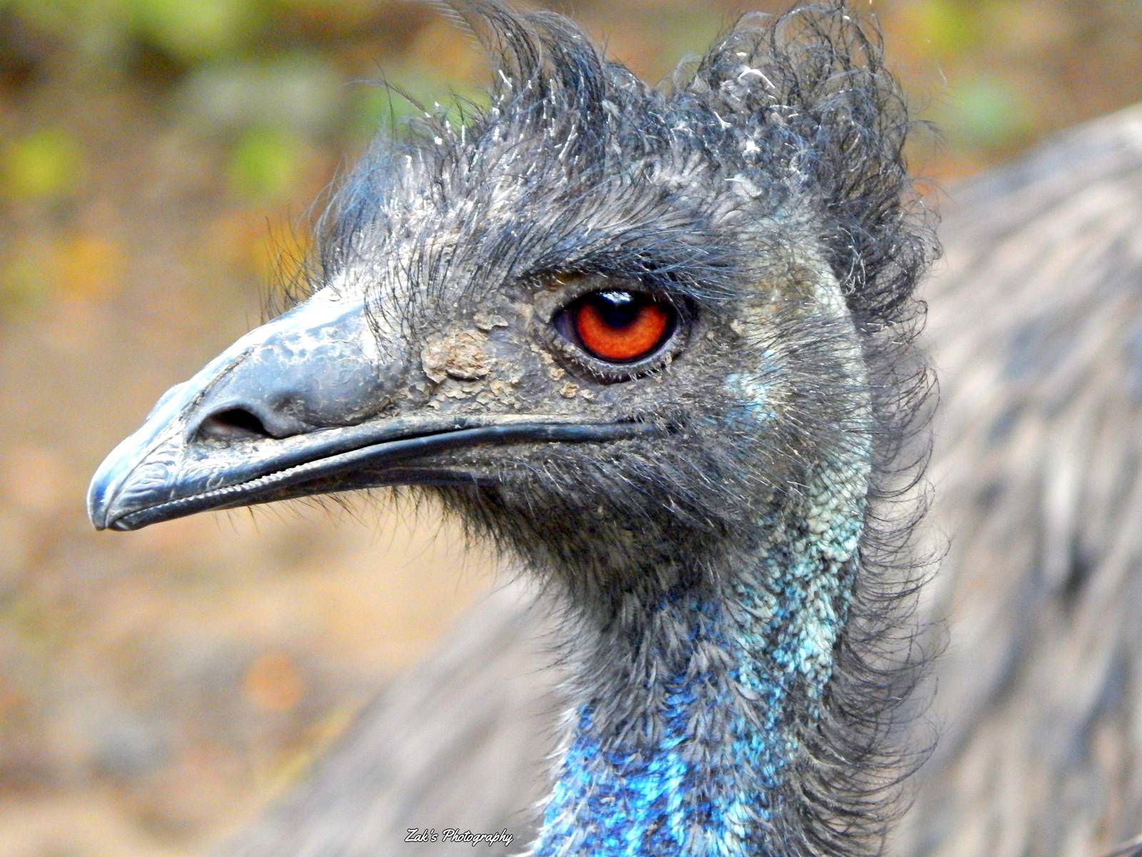 Oct. 2014 - Wildlife Canyon - Emu