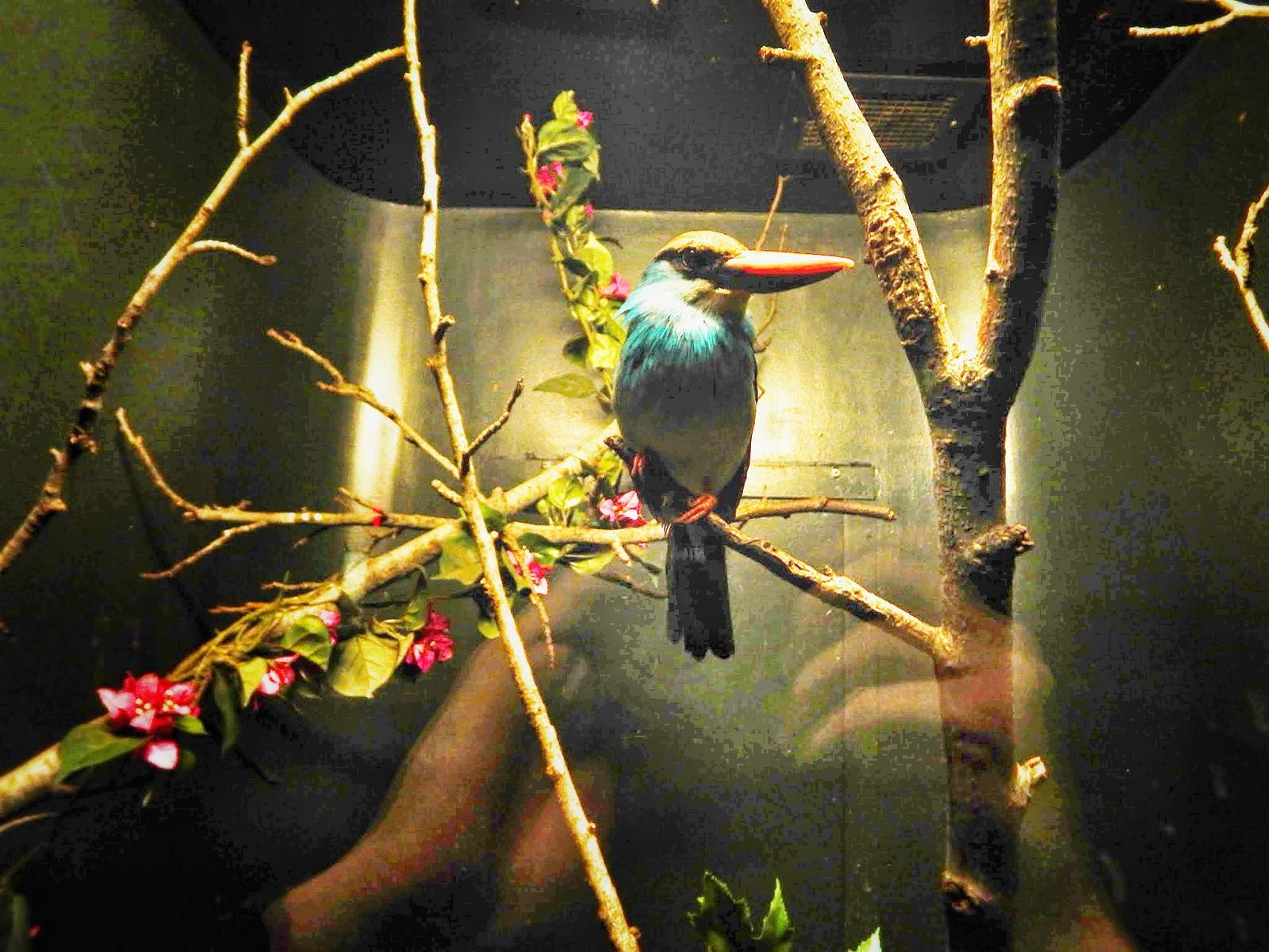 Oct. 2014 - Wings of the World - Blue-breasted Kingfisher