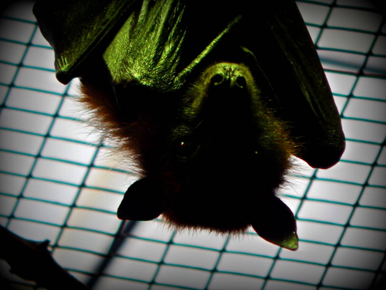 Oct. 2014 - Wings of the World - Happy (Almost) Halloween