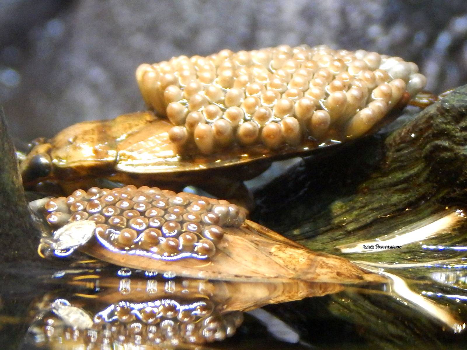 Oct. 2014 - World of the Insect - Giant Water Bugs