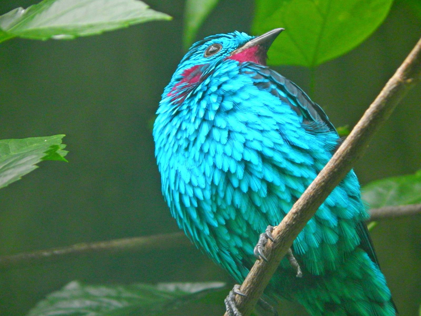 Oct. 2014 - World of the Insect - Spangled Cotinga
