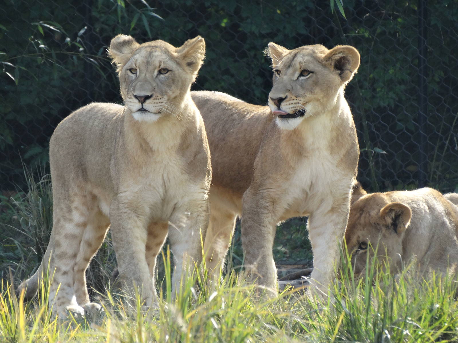 Oct. 2015 - Africa - 11 Month Old Lion Cubs