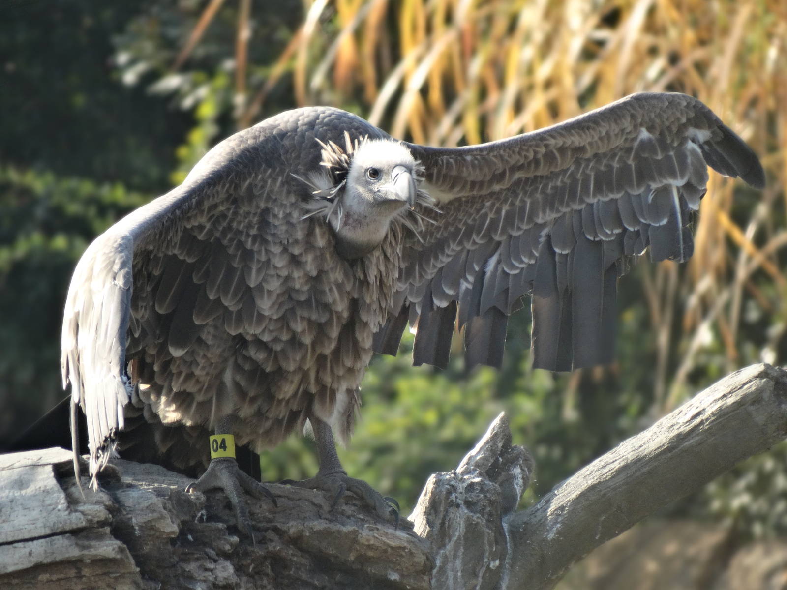 Oct. 2015 - Africa - Bubba - Ruppell's Vulture