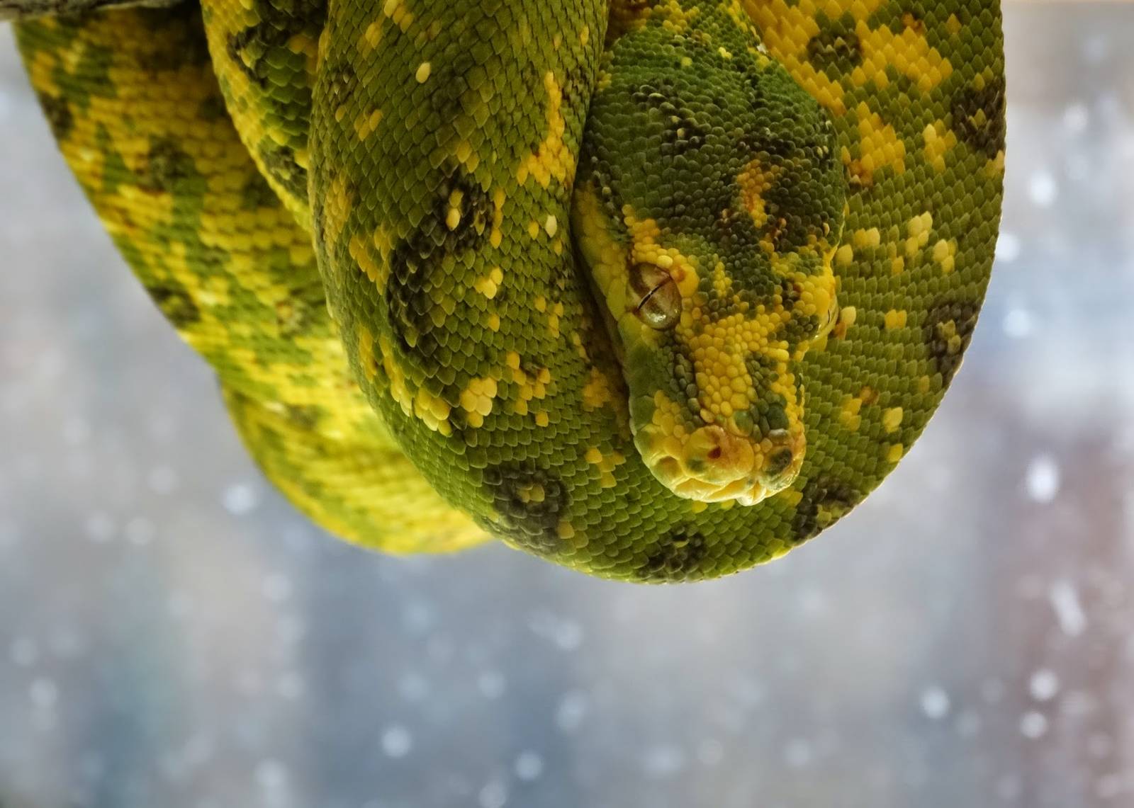 Oct. 2015 - Canyon Falls - Juvenile Green Tree Python (New)