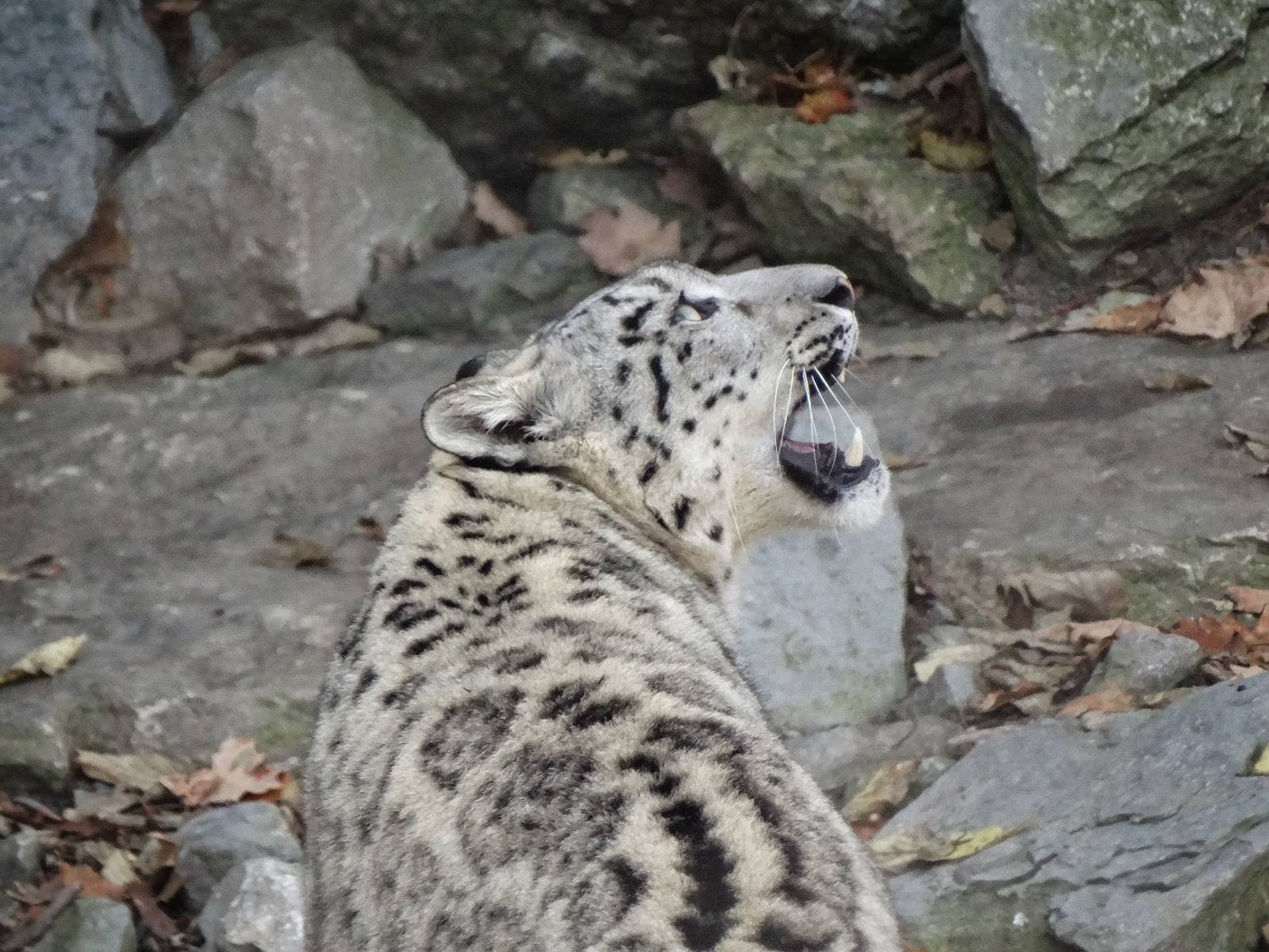 Oct. 2015 - Cat Canyon - Renji