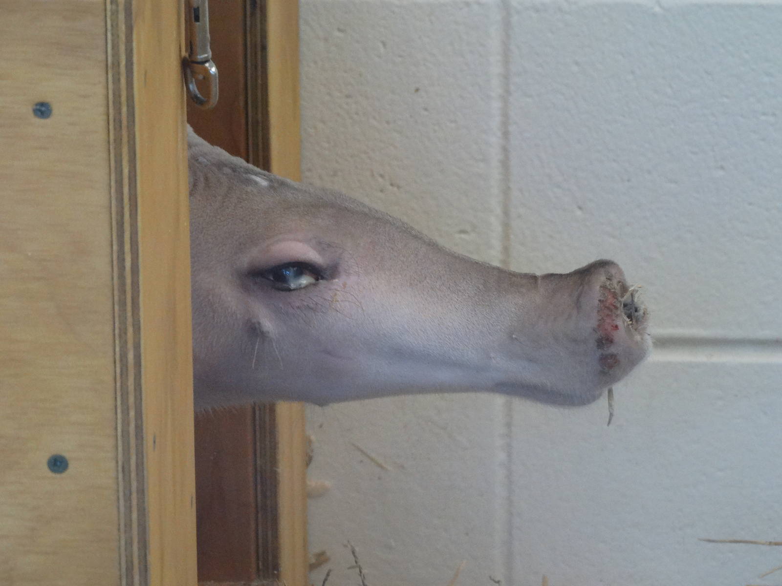 Oct. 2015 - Children's Zoo - Nursery - Ali (Pregnant Aardvark)