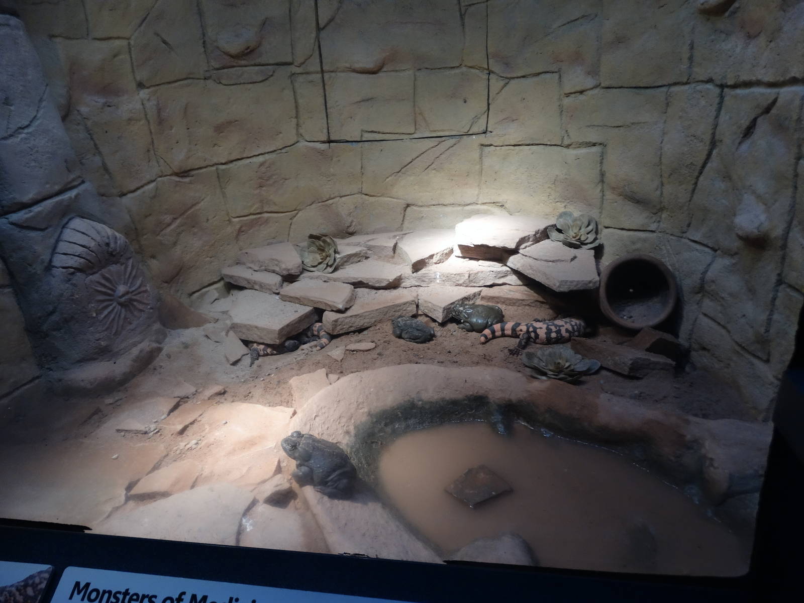 Oct. 2015 - Dangerous and Deadly - Colorado River Toad + Gila Monster Exhib