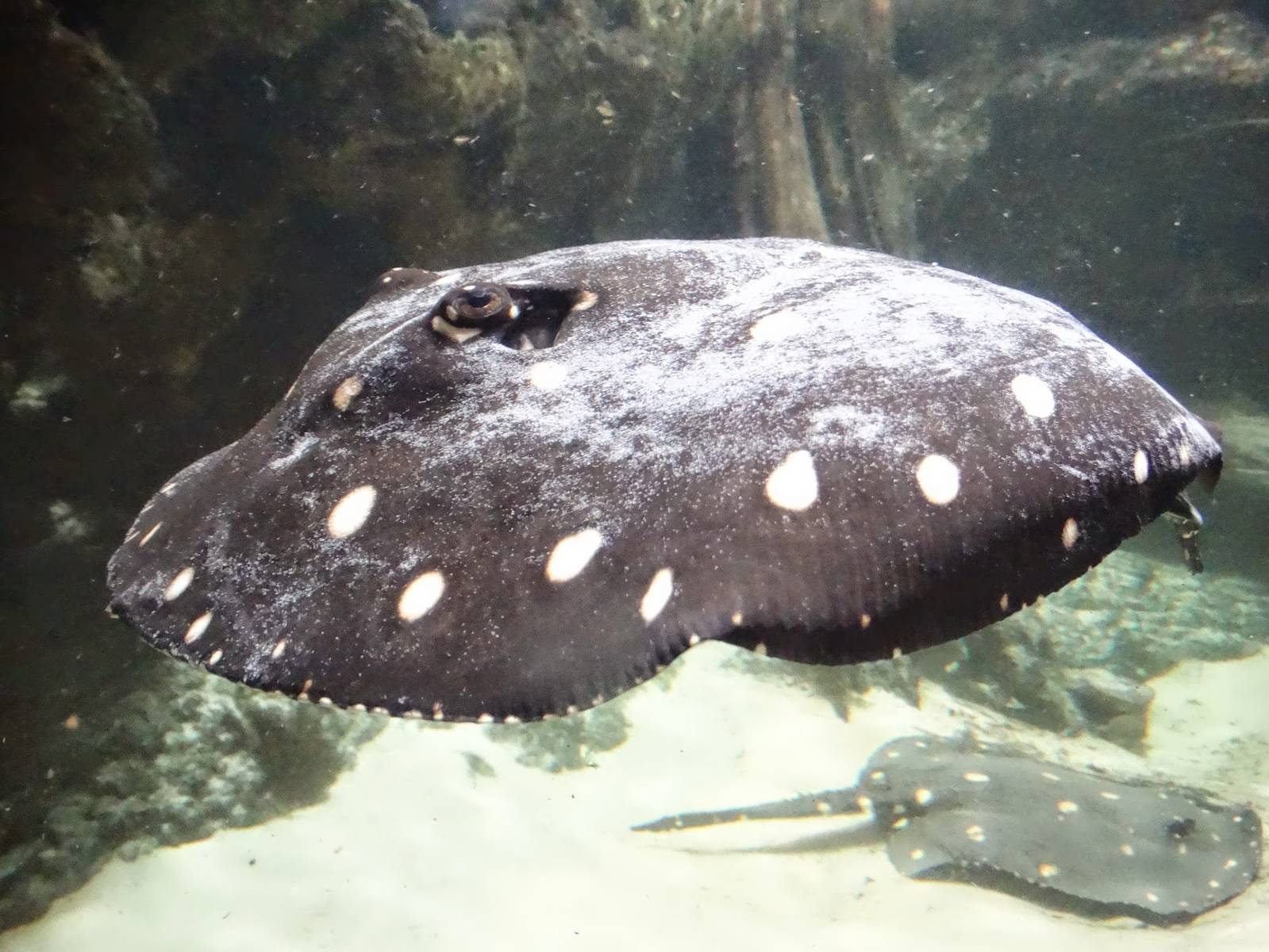 Oct. 2015 - Dangerous and Deadly - White-spotted River Ray