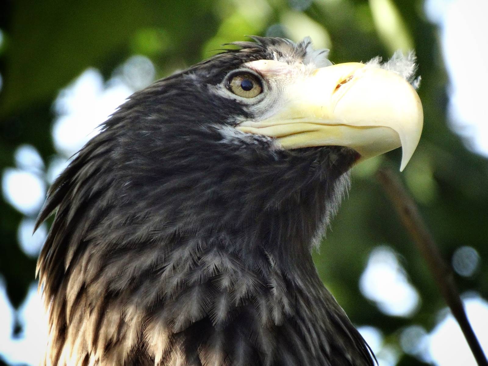 Oct. 2015 - Eagle Eyrie - Steller' Sea Eagle
