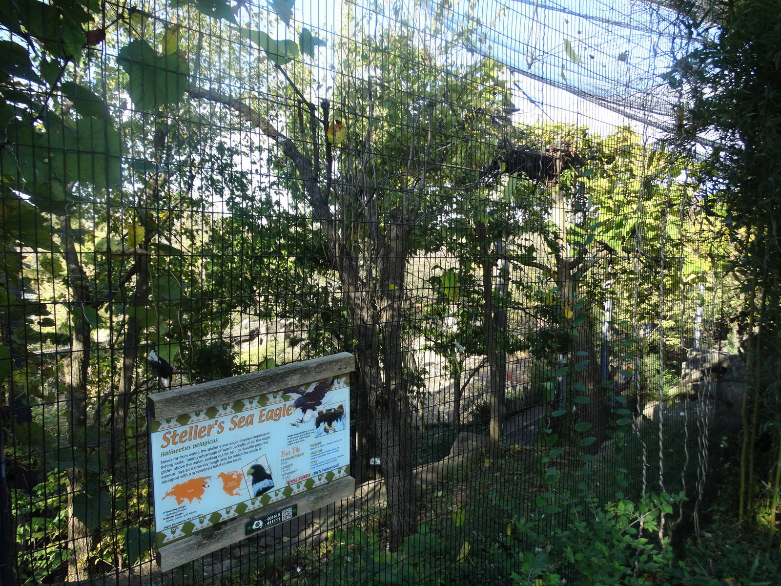 Oct. 2015 - Eagle Eyrie - Steller's Sea Eagle Exhibit