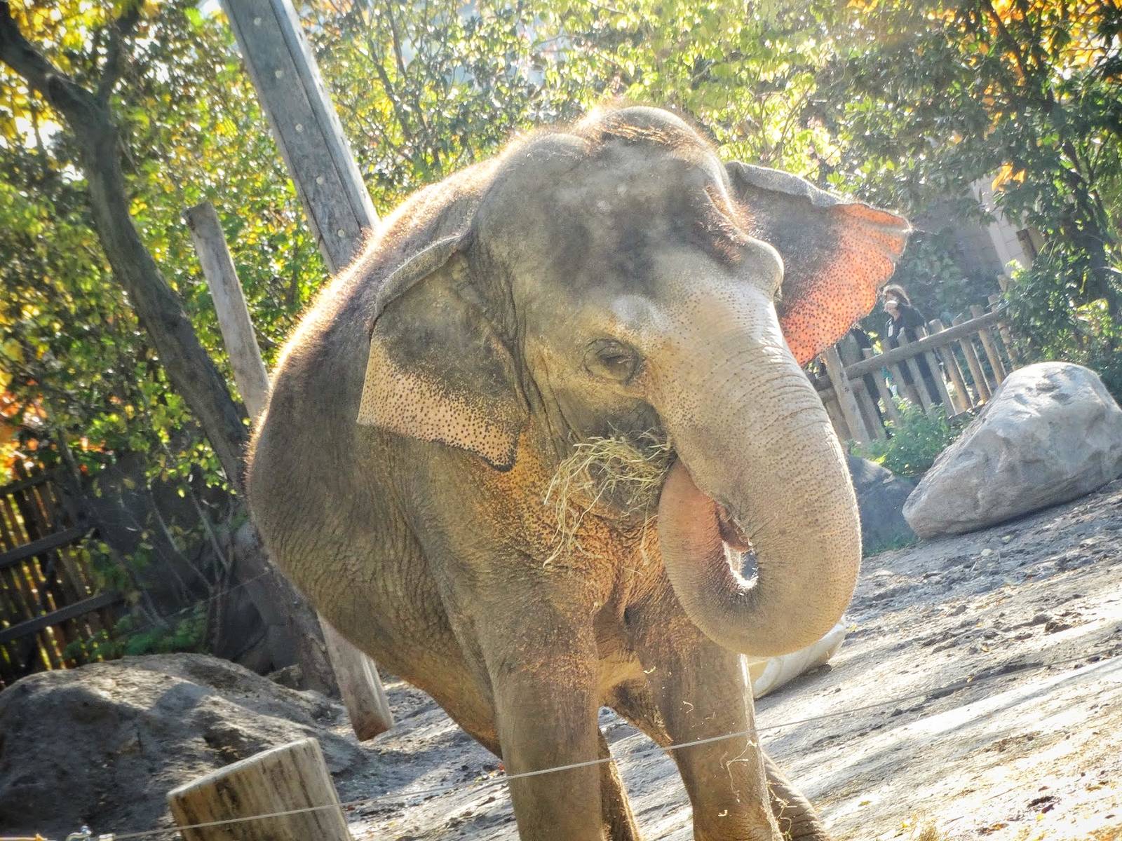 Oct. 2015 - Elephant Reserve - Schottzie
