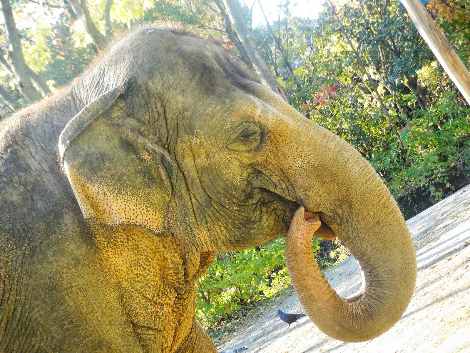 Oct. 2015 - Elephant Reserve - Schottzie