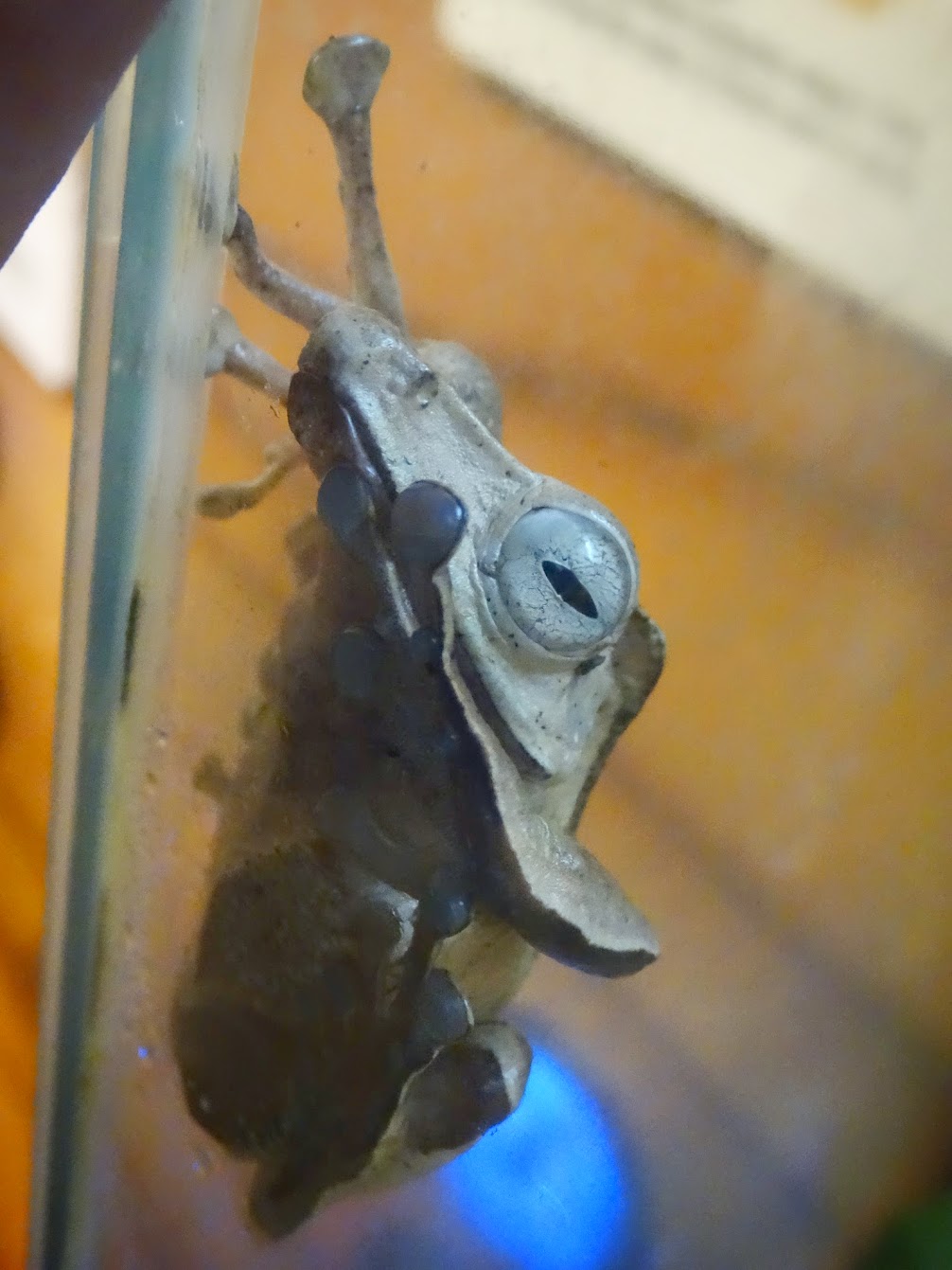 Oct. 2015 - Frog Bog - Borneo-eared Frog