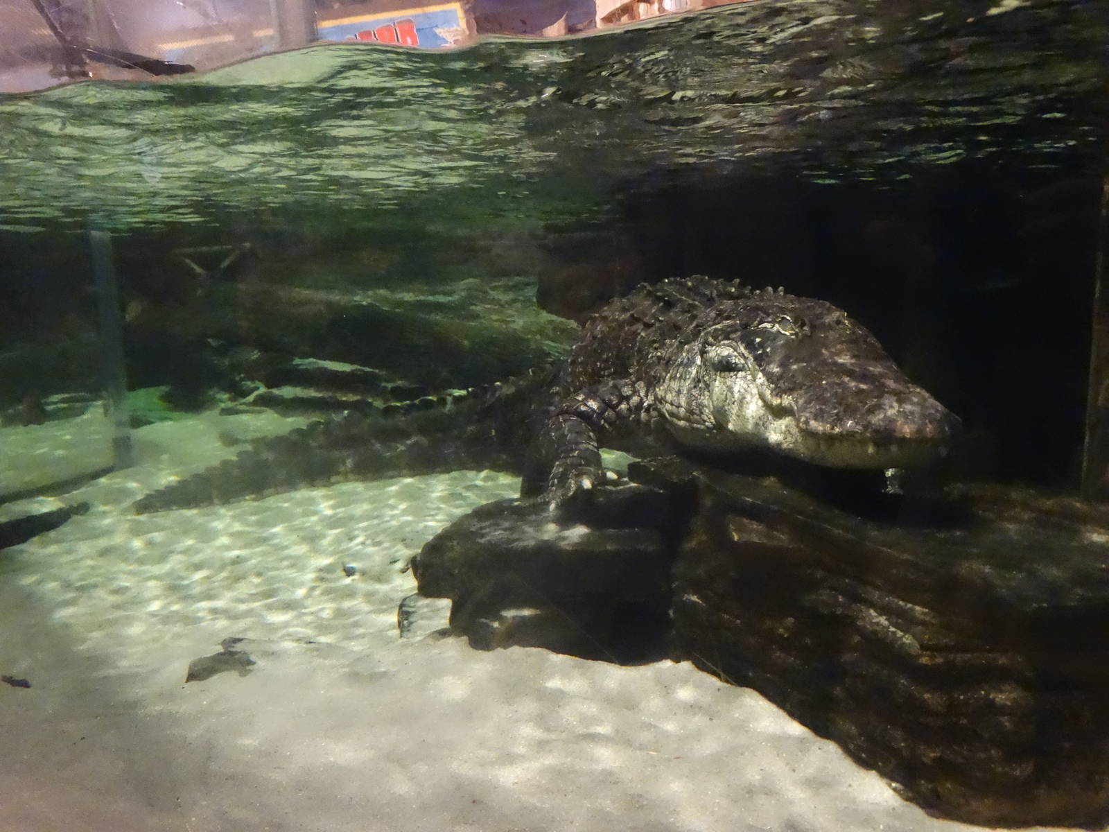 Oct. 2015 - Gator Alley - Mighty Mike