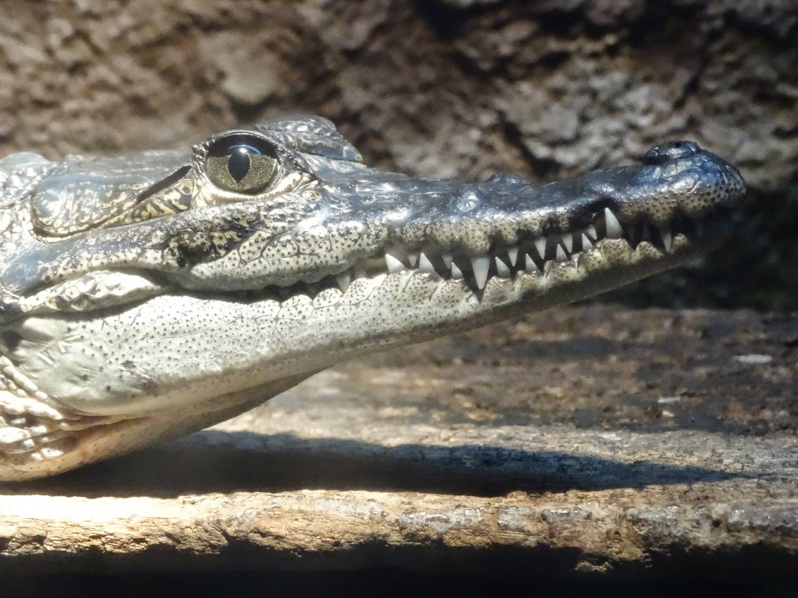 Oct. 2015 - Gator Alley - Morelet's Crocodile