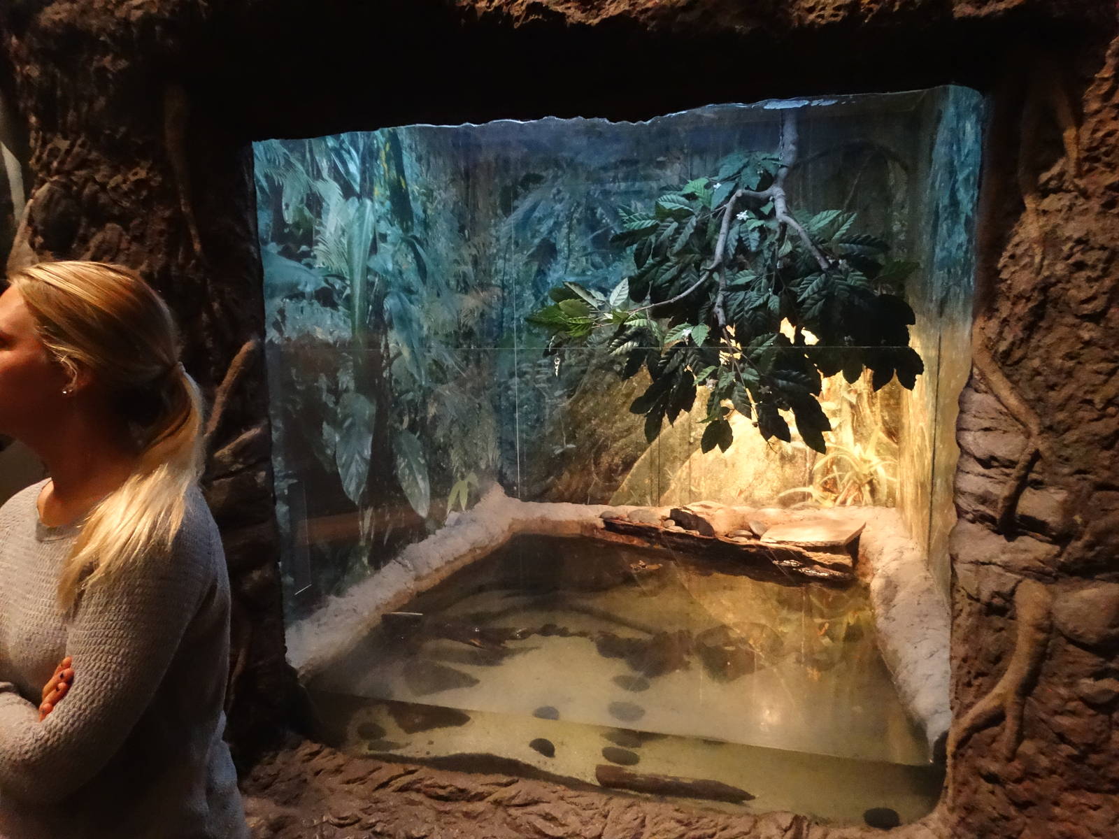 Oct. 2015 - Gator Alley - West African Dwarf Crocodile Exhibit
