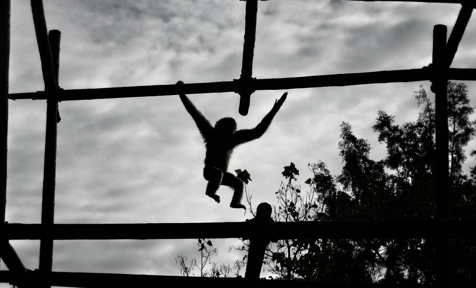 Oct. 2015 - Gibbon Islands - Buff-cheeked Gibbon