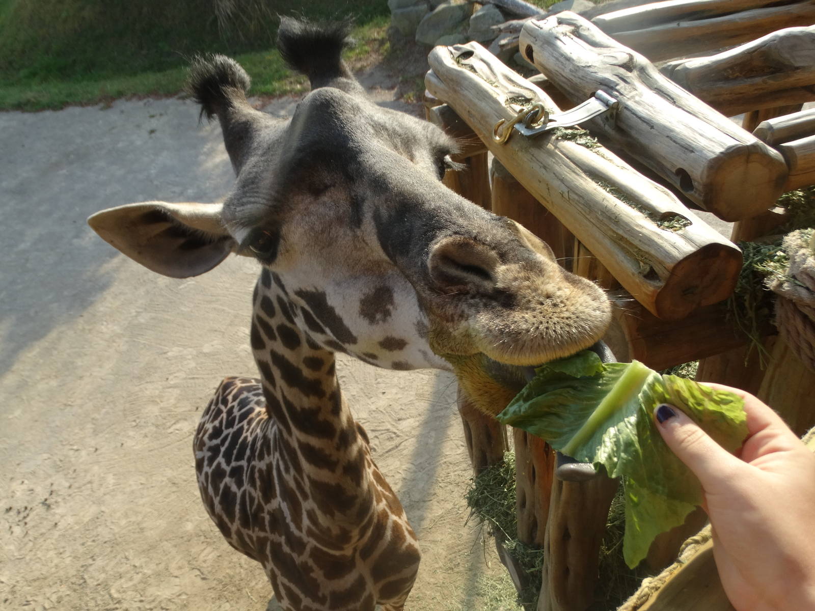 Oct. 2015 - Giraffe Ridge - Feeding Jambo