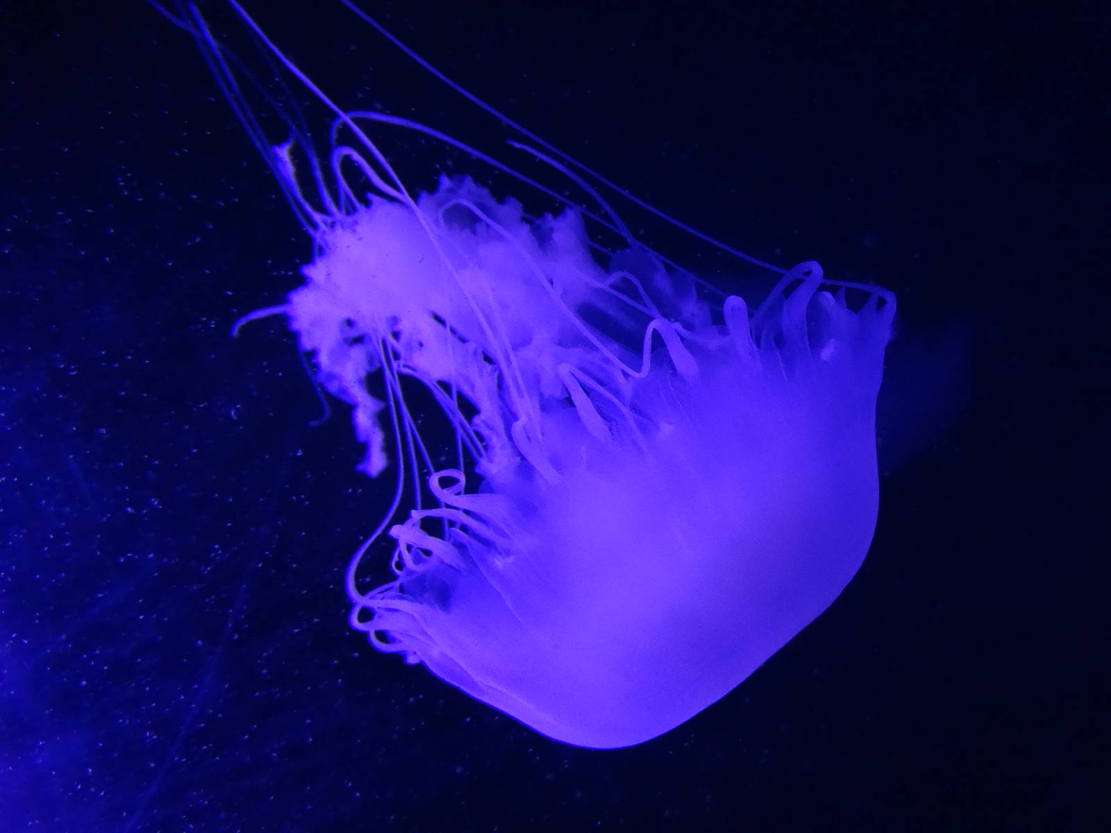 Oct. 2015 - Jellyfish Gallery - Pacific Sea Nettle