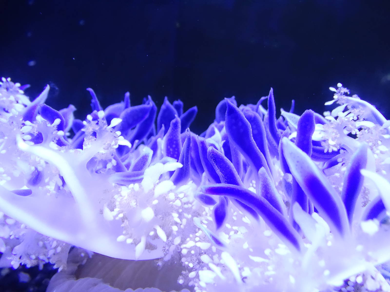 Oct. 2015 - Jellyfish Gallery - Upside Down Jellyfish