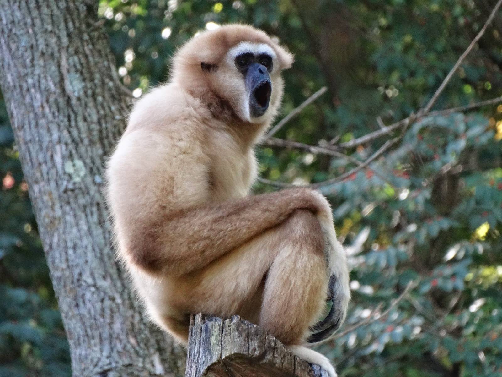 Oct. 2015 - Jungle Trails - Connie (White-handed Gibbon)
